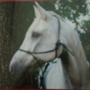 Meet your Posher, Peggy